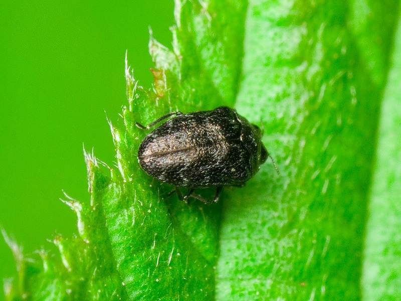 Trachys minutus minutus (Linnaeus, 1758)